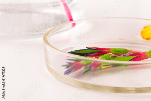 Herbal leaf in Petri dish, laboratory research close up