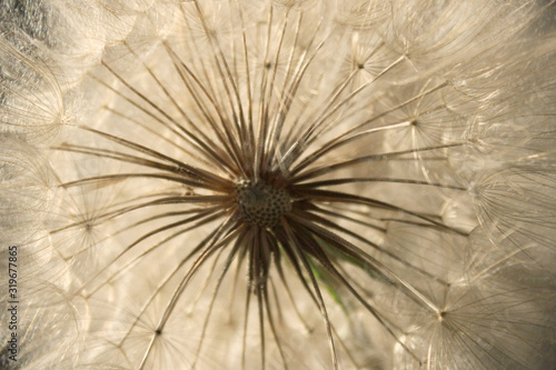 Blurry image of white dandelion flower  horizontal view. Abstract nature texture background.