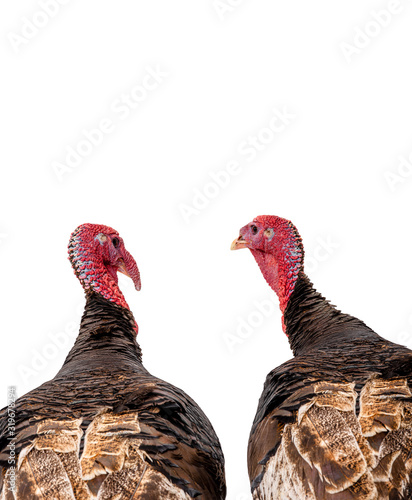 portrait two bronze turkey isolated on a white background. 1.5 year,