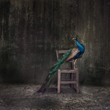 Peacock Perching On Wooden Chair Against Weathered Wall