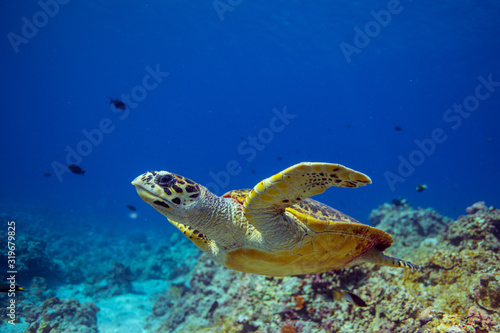 Hawksbill turtle swims over a Coral reef. © sabangvideo