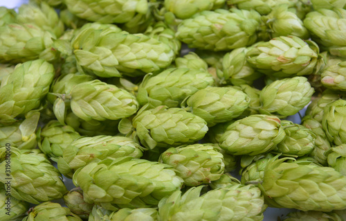 Hop cones harvest. Ripe hop cones harvesting for beer industry
