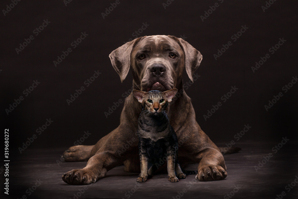 Cane corso dog and siamese cat