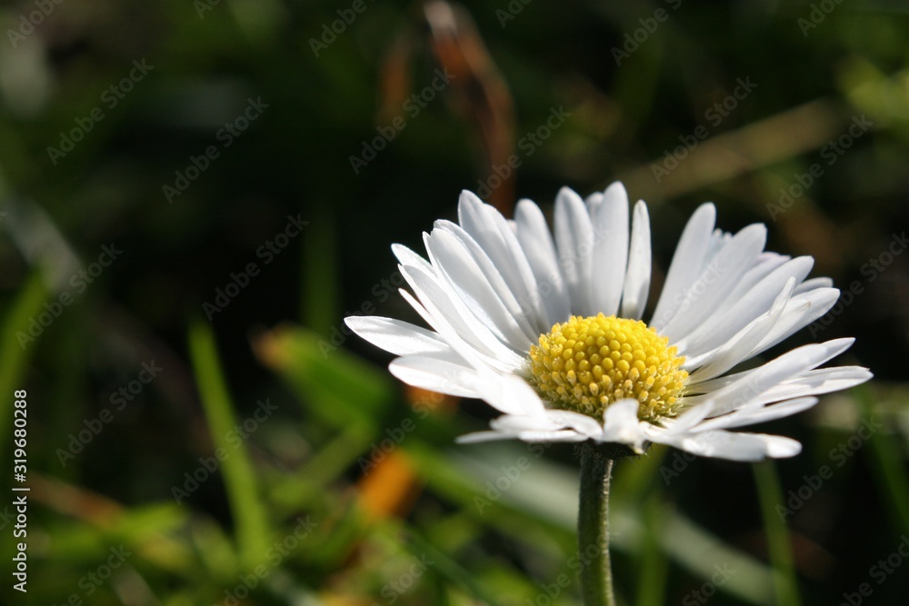 Fototapeta premium Blume