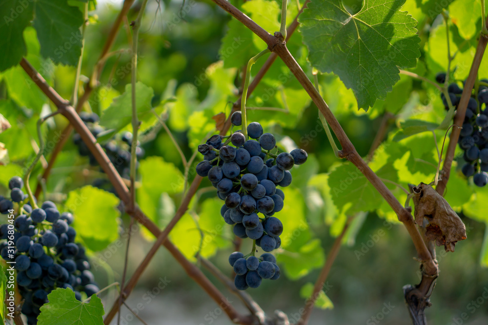 Bunches of fresh dark black ripe grape fruit on green leaves and brown trunk in winery field under soft sunlight at harvest season, planting in organic vineyard farm to produce red wine, 