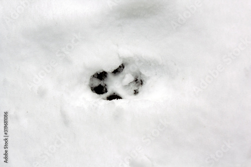 dog tracks on white snow
