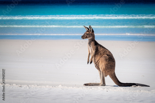 Juvenile Kangaroo on the beach at Lucky Bay, Cape Le Grand National Park