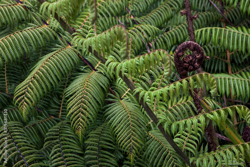 Hamilton Botanic Garden New Zealand Ferns