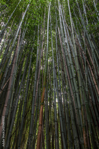Hamilton Botanic Garden New Zealand. Bamboo forest