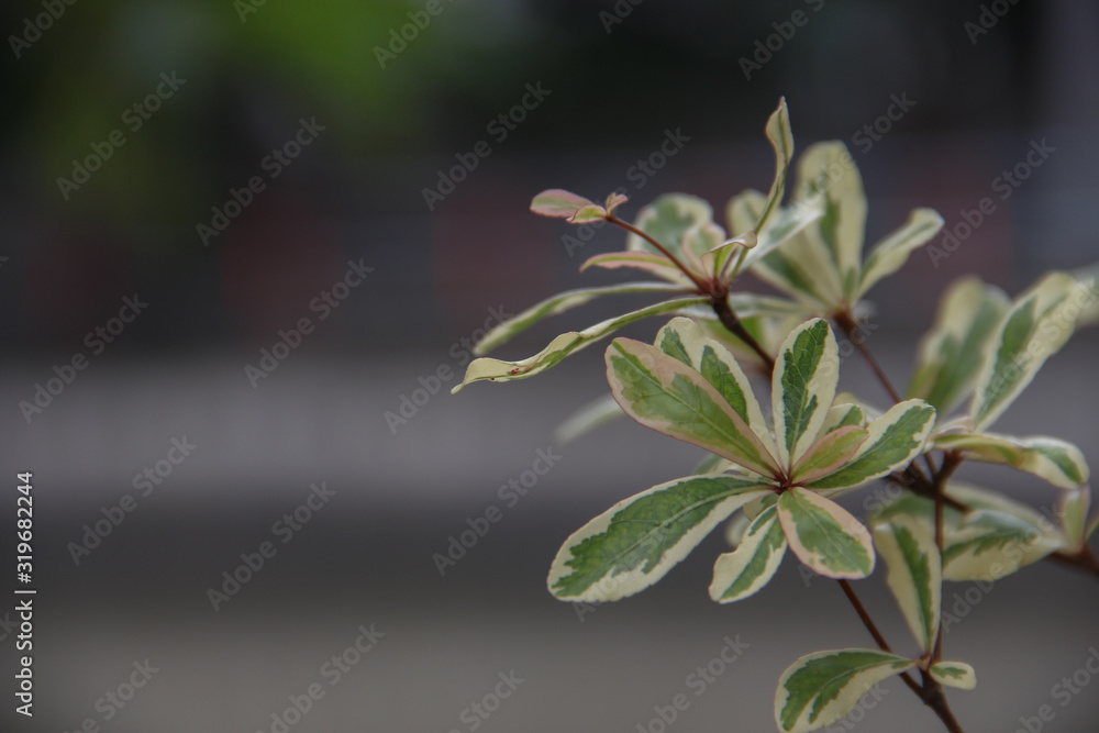 Beautiful Green leaf with space for design or typography Beautiful Green leaf with space for design or typography