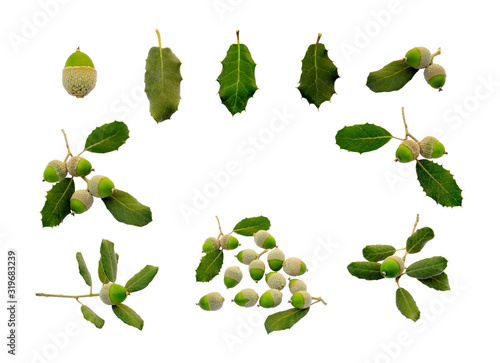 Collection of Holly oak tree or Holm oak, branches dark glossy green spiked leafs with acorns or raw fruits isolated and die cut on white background with clipping path