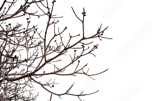 silhouette of tree on white background