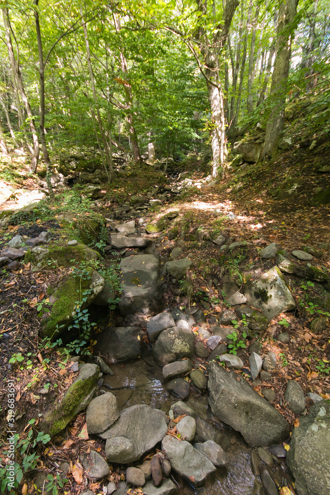 Little stream in the mountain chestnut in Tuscany Little stream in the mountain chestnut in Tuscany