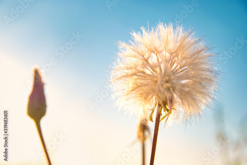 Dandelion flower with white seeds on spring or summer sky