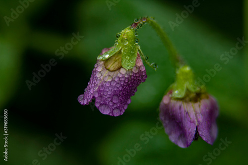 Tautropfen auf Blume