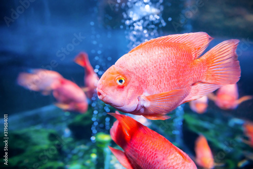 Tropical red fishes in aquarium as nature underwater sea life background