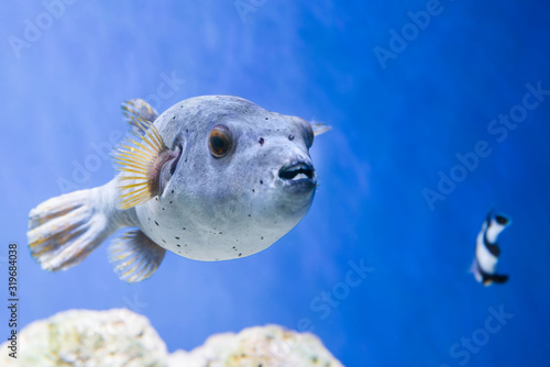 Fugu puffer blowfish fish Arothron Hispidus in aquarium as nature underwater sea life background