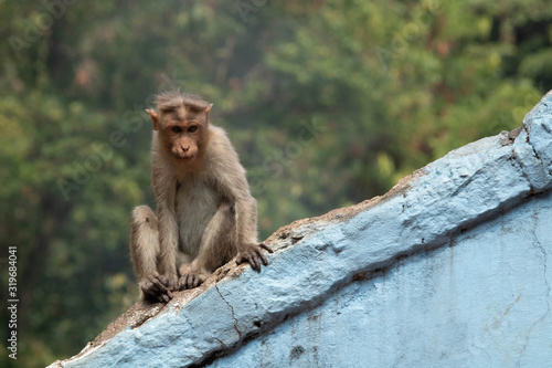 Tablou pe pânză Monkey looking over humans