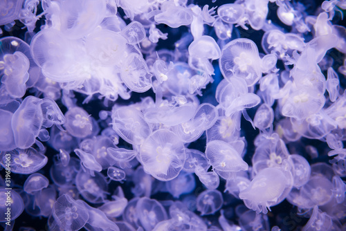 Many jellyfishes aurelia aurita in blue water as nature sea life background