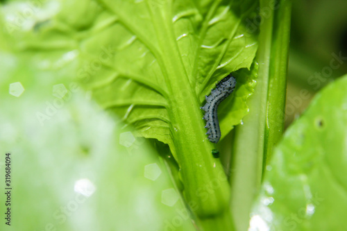 Caterpillar of Diamond back larvae (Plutella xylostella) feeding on a cabbage leaf