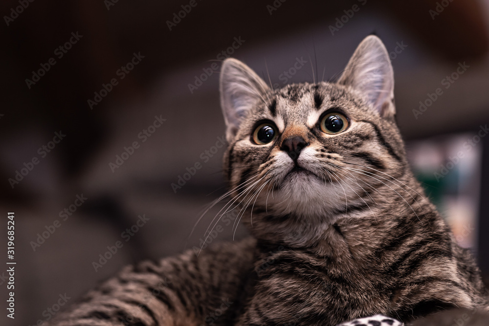 Portrait of a cute gray kitten lying on a cozy blanket. Portrait of a cute gray kitten lying on a cozy blanket.