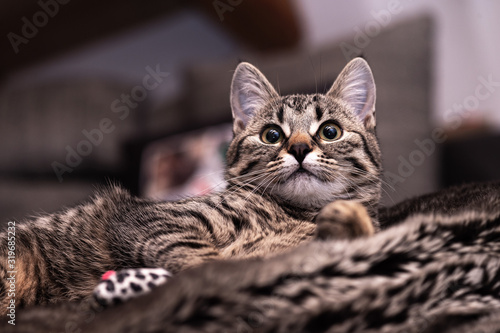 Portrait of a cute gray kitten lying on a cozy blanket. © demanescale