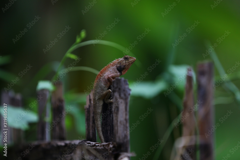 lizard on a tree lizard on a tree