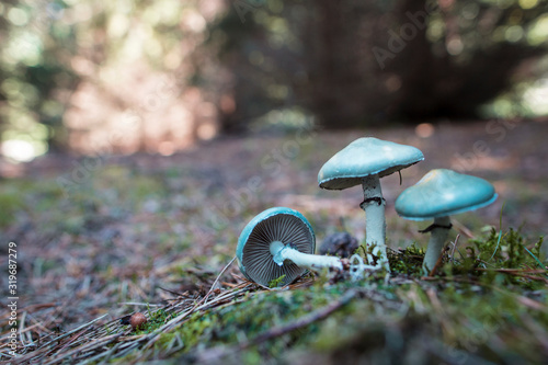 Stropharia aeruginosa. Fungus in the natural environment photo