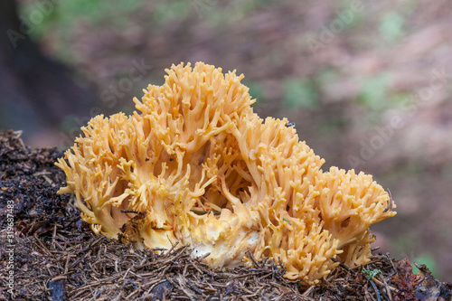 Coral mushroom" (Ramaria formosa) close-up