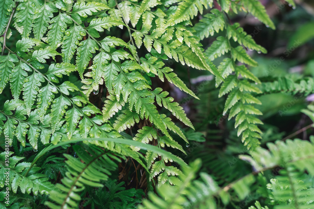 fern in the forest with water drops fern in the forest with water drops