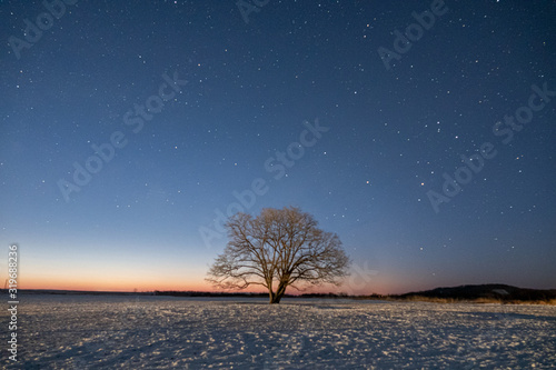 夜明け前のハルニレの木