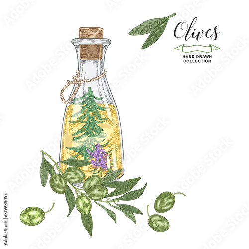 Olive oil in glass bottle with rosemary branch. Kitchen herbs hand drawn. Vector illustration. Vintage engraving style.