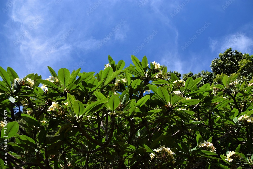 Bush flowers and leaves detail with blue sky background