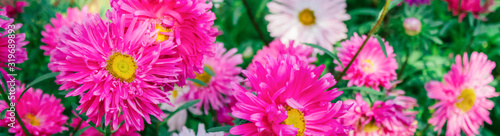 spring background  banner  Asters  free space for text