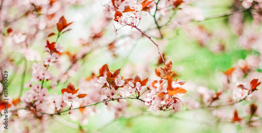 flowering spring fruit trees, banner, free space for text flowering spring fruit trees, banner, free space for text