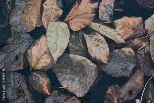 Leaves Peeking Through Ice © Dylan