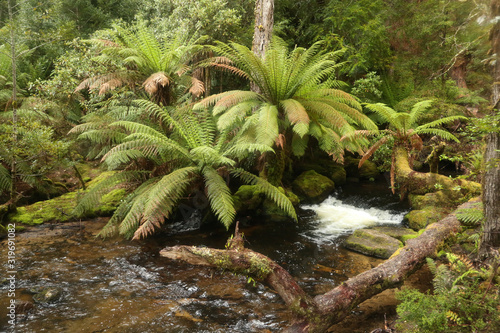 Tasmania, Mount Field National Park, Horseshoe Falls