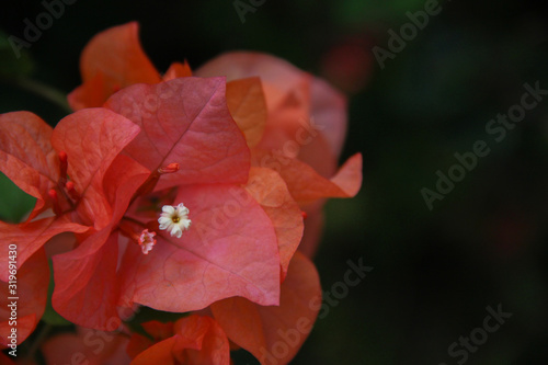 Beautiful Orange Flower with space for design or typography 1
