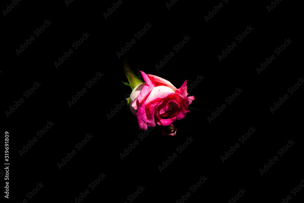 Pink rose on black background Pink rose on black background