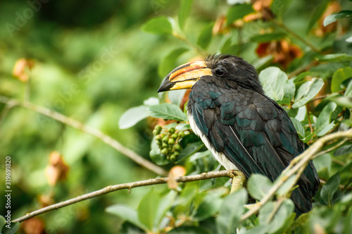 A high-pitched black hornbill bird with a large beak sits and rests among the leaves.
