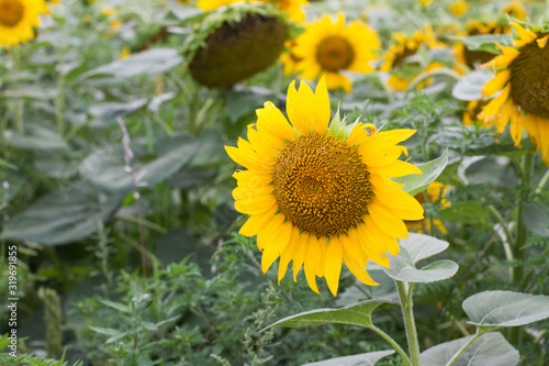 concept of agriculture and harvest. the sunflower field. natural background. Sunflower blooms. To close. seeds. nature. flowers. seeds.