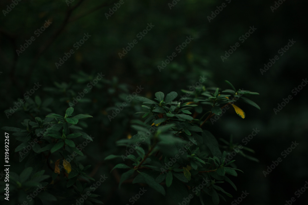 dark green texture of leaves and grass