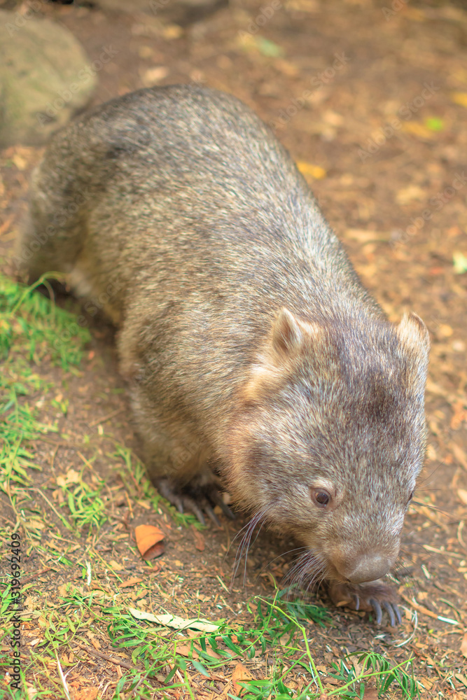 A wombat, Vombatus ursinus, digs into the ground in search of food. The wombat is a Australian herbivorous marsupial. Vertical shot. A wombat, Vombatus ursinus, digs into the ground in search of food. The wombat is a Australian herbivorous marsupial. Vertical shot.