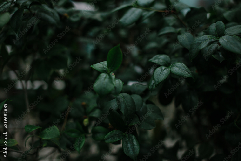 dark green texture of leaves and grass
