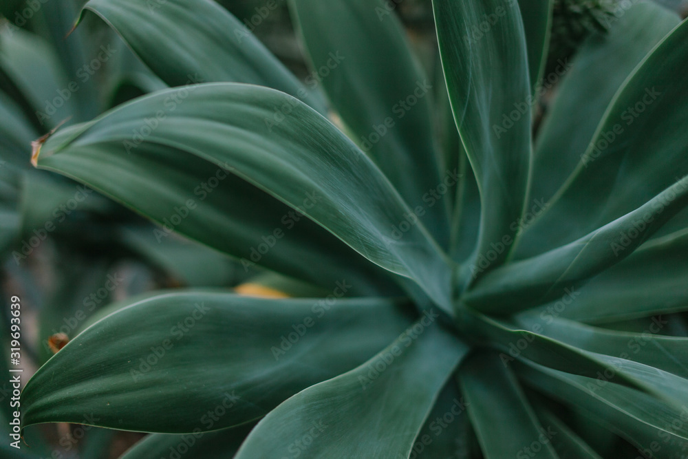 green leaves macro shot of blur