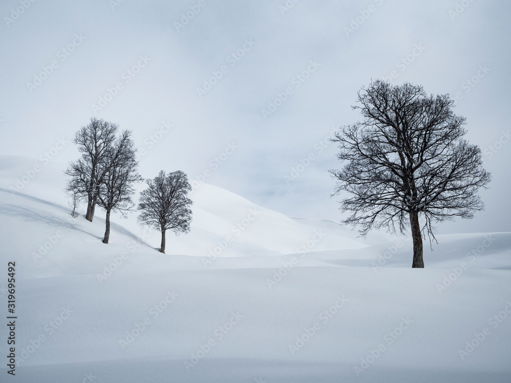 Black trees at white snow and sky background. Minimalistic landscape Black trees at white snow and sky background. Minimalistic landscape