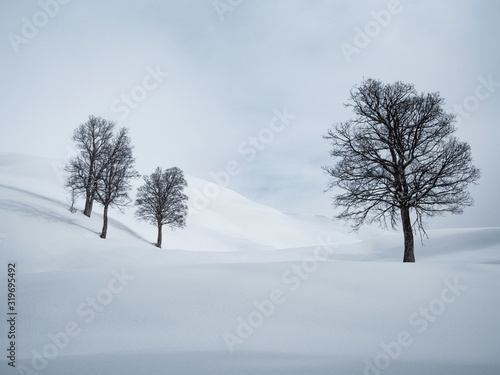 Black trees at white snow and sky background. Minimalistic landscape