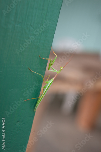 Grasshopper. Locuts. Green. New Zealand photo