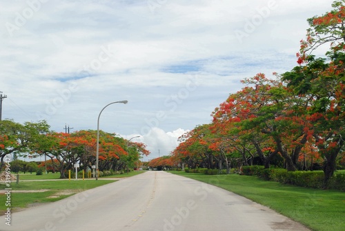 Flame Tree Avenue with blooming flowers across from Saipan International Airport. photo