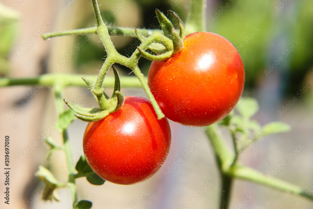 Close up of tomato in the garden. nature background